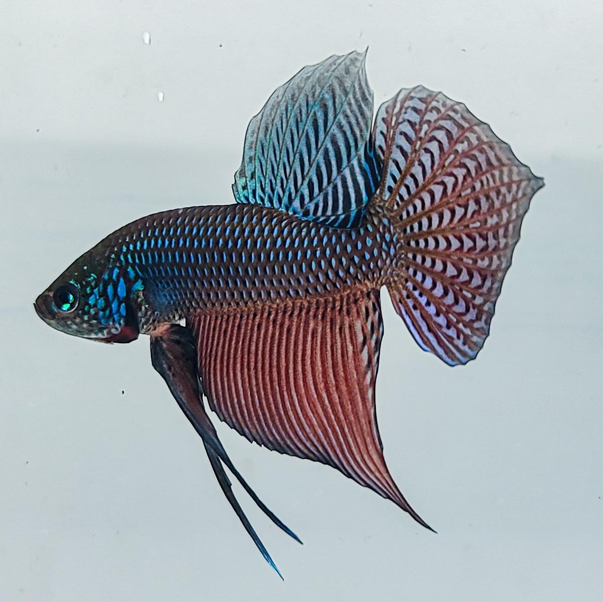 Smaragdina Guitar Rainbow