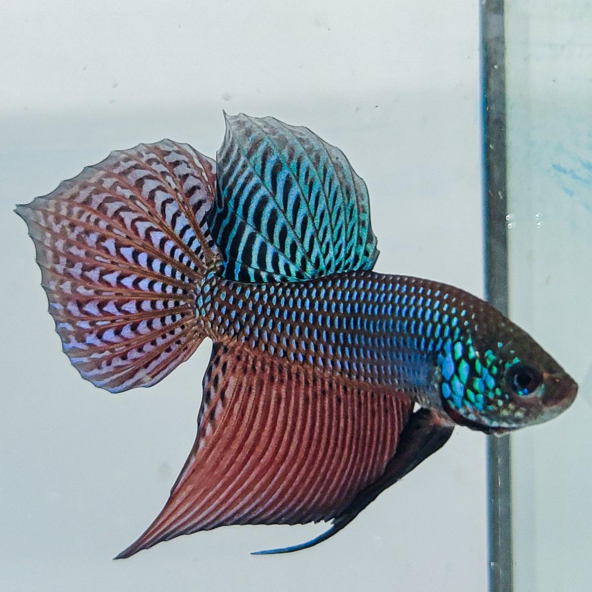 Smaragdina Guitar Rainbow